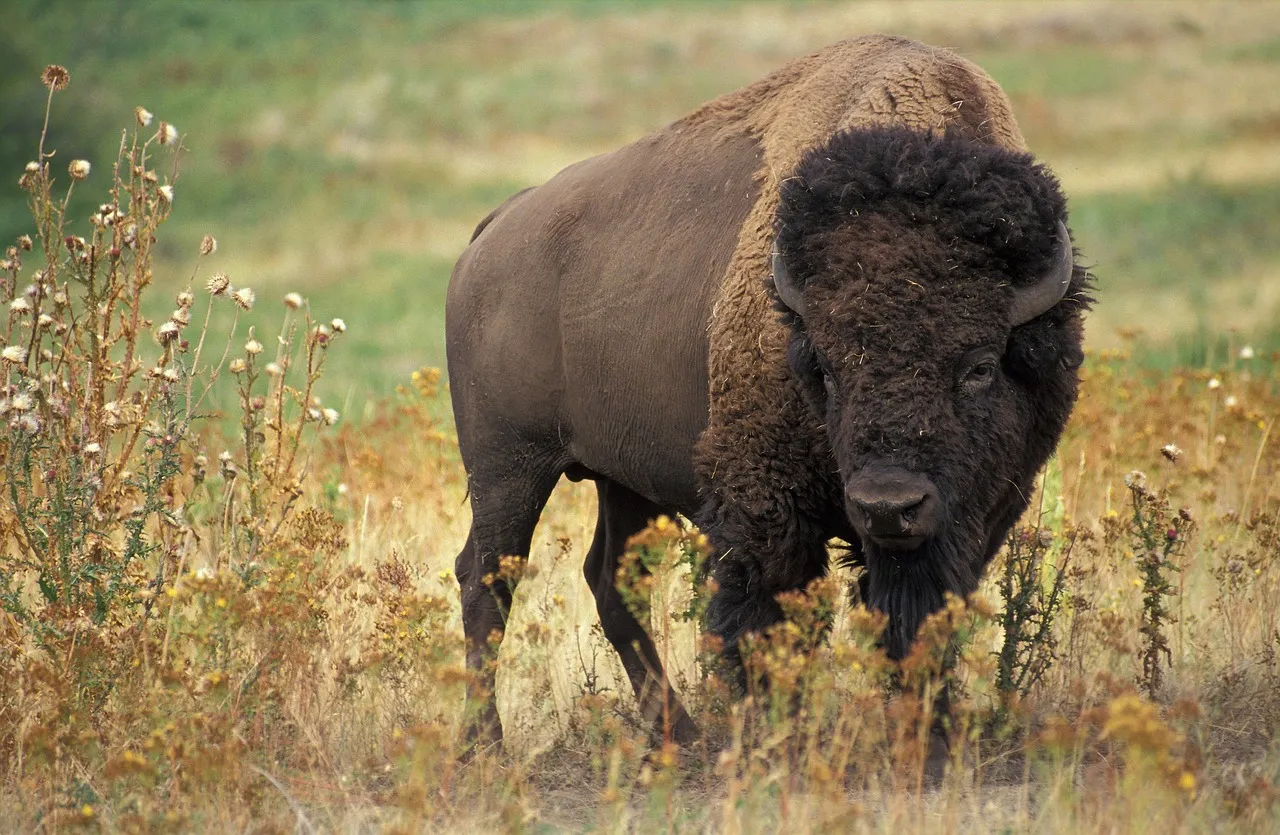 Be a Buffalo: Facing Conflict Head-On